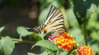Erik Krlangkuyruk (Iphiclides podalirius)