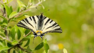 Erik K�rlang��kuyruk&nbsp;(Iphiclides&nbsp;podalirius)