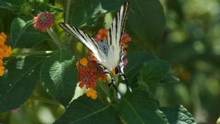 Erik Krlangkuyruk (Iphiclides podalirius)