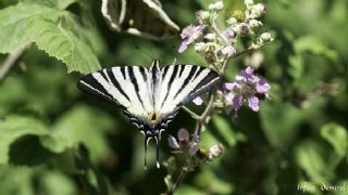 Erik Krlangkuyruk (Iphiclides podalirius)