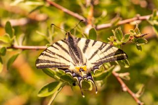 Erik Krlangkuyruk (Iphiclides podalirius)