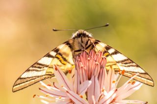 Erik Krlangkuyruk (Iphiclides podalirius)