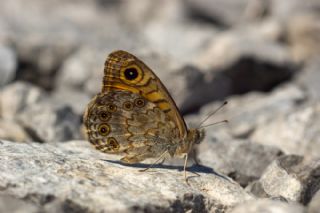 K���k Esmerboncuk&nbsp;(Lasiommata&nbsp;megera)