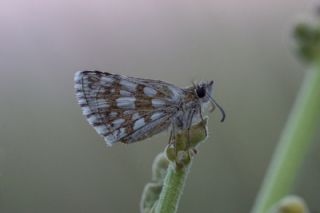Zeytuni Z�pz�p&nbsp;(Pyrgus&nbsp;serratulae)