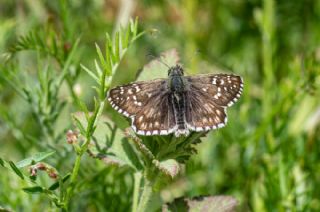 Zeytuni Z�pz�p&nbsp;(Pyrgus&nbsp;serratulae)