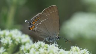 Byk Sevbeni (Satyrium ilicis)