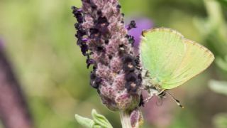 Zmrt (Callophrys rubi)