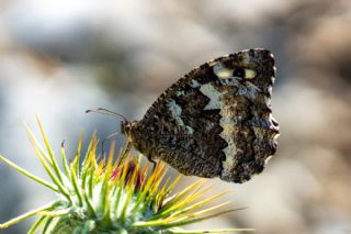 Kara Murat&nbsp;(Brintesia &nbsp;circe)
