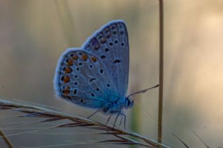 �okg�zl� Mavi&nbsp;(Polyommatus&nbsp;icarus)