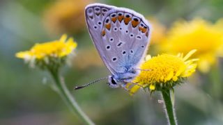 okgzl Meneke Mavisi (Polyommatus thersites)