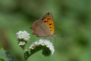Benekli Bakr Gzeli (Lycaena phlaeas)
