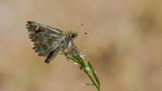 ark Zpzp (Carcharodus orientalis)