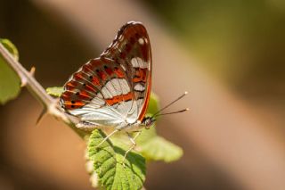 Akdeniz Hanmeli Kelebei (Limenitis reducta)