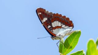 Akdeniz Hanmeli Kelebei (Limenitis reducta)