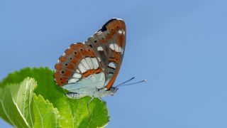 Akdeniz Hanmeli Kelebei (Limenitis reducta)