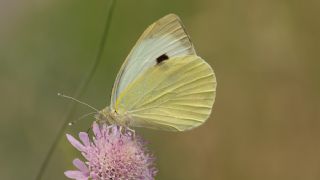 Byk Beyazmelek  (Pieris brassicae)