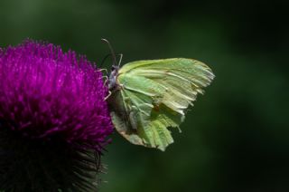 Orakkanat (Gonepteryx rhamni)