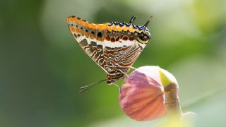 ift Kuyruklu Paa (Charaxes jasius )