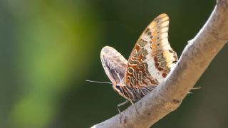 ift Kuyruklu Paa (Charaxes jasius )