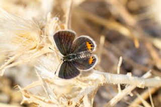 Mcevher Kelebei (Chilades trochylus)