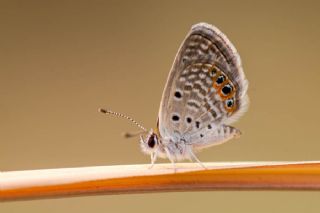 Mcevher Kelebei (Chilades trochylus)