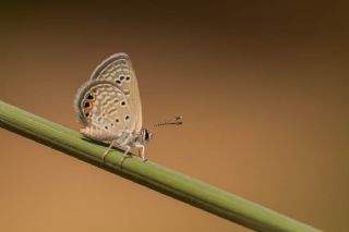 Mcevher Kelebei (Chilades trochylus)