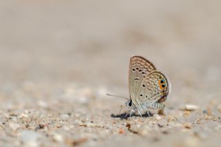 Mcevher Kelebei (Chilades trochylus)