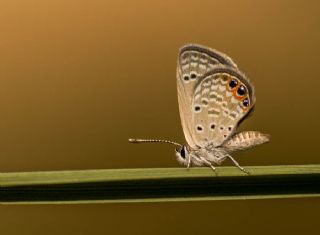 Mcevher Kelebei (Chilades trochylus)