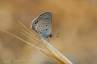 Mcevher Kelebei (Chilades trochylus)