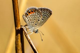 Mcevher Kelebei (Chilades trochylus)