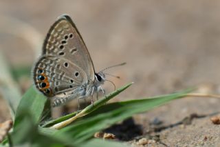 Mcevher Kelebei (Chilades trochylus)