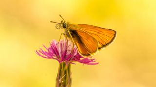 Sar Antenli Zpzp (Thymelicus sylvestris)