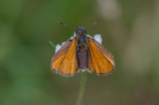 Sar� Antenli Z�pz�p&nbsp;(Thymelicus&nbsp;sylvestris)