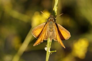 Himalaya Mavisi (Pseudophilotes vicrama)