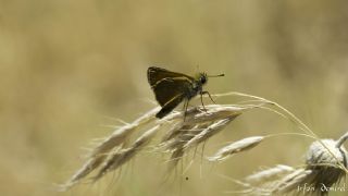 Sar Antenli Zpzp (Thymelicus sylvestris)