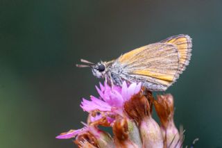 Sar� Antenli Z�pz�p&nbsp;(Thymelicus&nbsp;sylvestris)