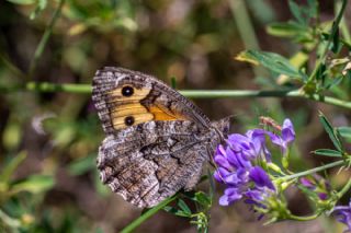 G�ney K�z�lmele�i&nbsp;(Hipparchia&nbsp;senthes)
