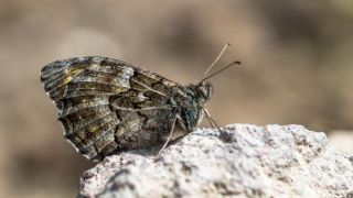 Gney Kzlmelei (Hipparchia senthes)