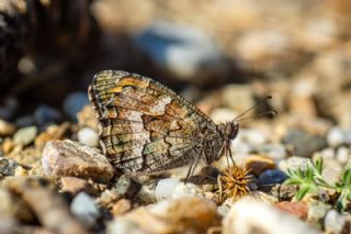 G�ney K�z�lmele�i&nbsp;(Hipparchia&nbsp;senthes)