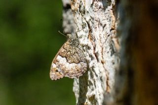 B�y�k Karamelek&nbsp;(Hipparchia&nbsp;syriaca)