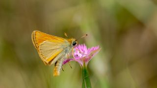 Sar Antenli Zpzp (Thymelicus sylvestris)