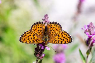�ift Noktal� Brentis&nbsp;(Brenthis&nbsp;hecate)