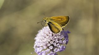 Sar Lekeli Zpzp (Thymelicus acteon)