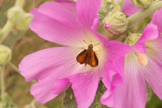 Sar� Lekeli Z�pz�p&nbsp;(Thymelicus&nbsp;acteon)