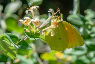 Kleopatra (Gonepteryx cleopatra)