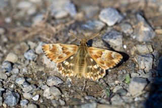 Mermer Z�pz�p�&nbsp;(Carcharodus&nbsp;lavatherae)