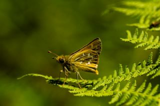 Gm Benekli Zpzp (Hesperia comma)