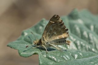 Hatmi Zpzp (Carcharodus alceae)