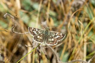 G�zel Z�pz�p&nbsp;(Pyrgus&nbsp;cinarae)