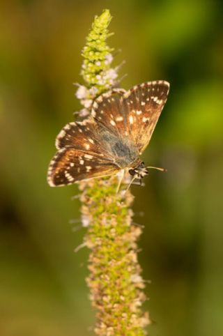 Kzl Zpzp (Spialia orbifer)